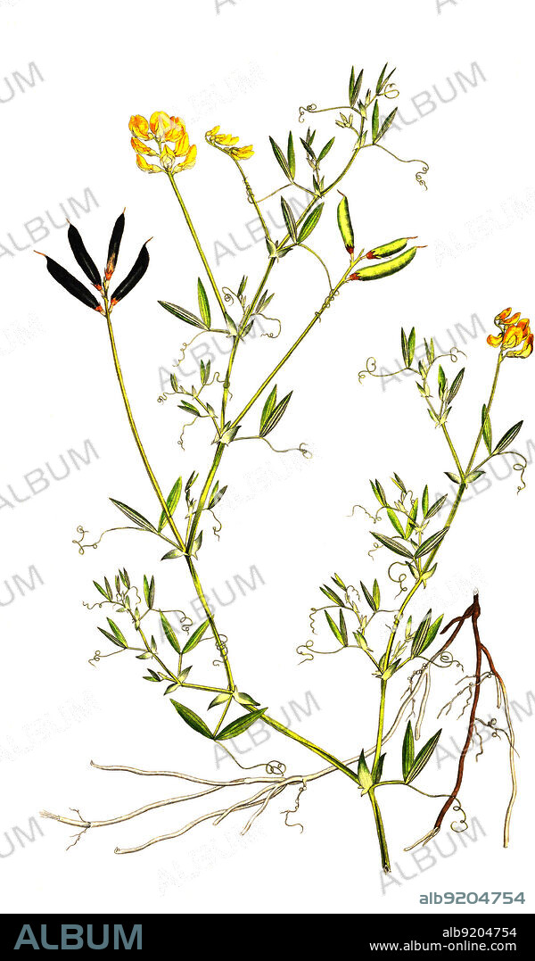 Wiesen-Platterbse, Lathyrus pratensis, auch Wicke / Lathyrus pratensis or meadow vetchling, yellow pea, meadow pea, historical, digital improved reproduction of an original from the 19th century / digital restaurierte Reproduktion einer Originalvorlage aus dem 19. Jahrhundert, genaues Originaldatum nicht bekannt.