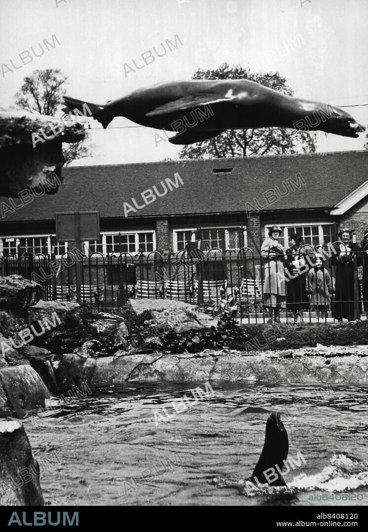 A Visit To London's Popular Zoological Gardens At Regent's Park - "Nibbie", the Sea Lion born in the Zoo, catching a fish that was thrown in mid-air. May 18, 1935. (Photo by Sport & General Press Agency Limited).
