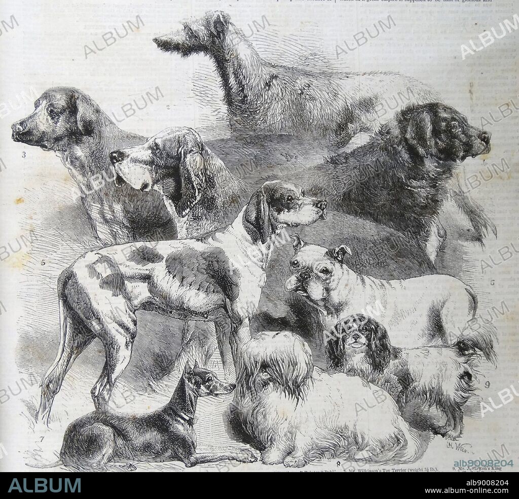 Engraving of the National Exhibition of Dogs at Birmingham. 1. Deerhound 2. Bloodhound 3. Mastiff 4. Newfoundland 5. Small Pointer 6. Bulldog 7. Toy Terrier 8. Maltese Lion Dog 9. King Charles Spaniel. Dated 1860.