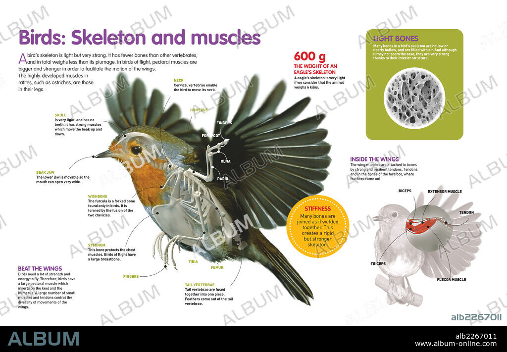 Aves: esqueleto y musculatura. Infografía sobre la estructura corporal de las aves, desde su esqueleto hasta su musculatura, diseñados para permitir el vuelo o la carrera.