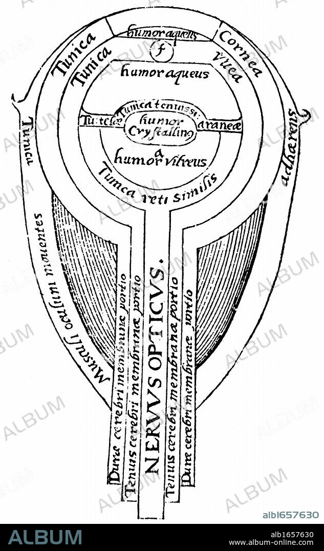 Alhazen (Ibn al-Haytham) c965-c1040. Arab mathematician. Anatomy of the eye from illustration from an edition of Alhazen "Optica thesaurus", Basel, 1572. Woodcut.