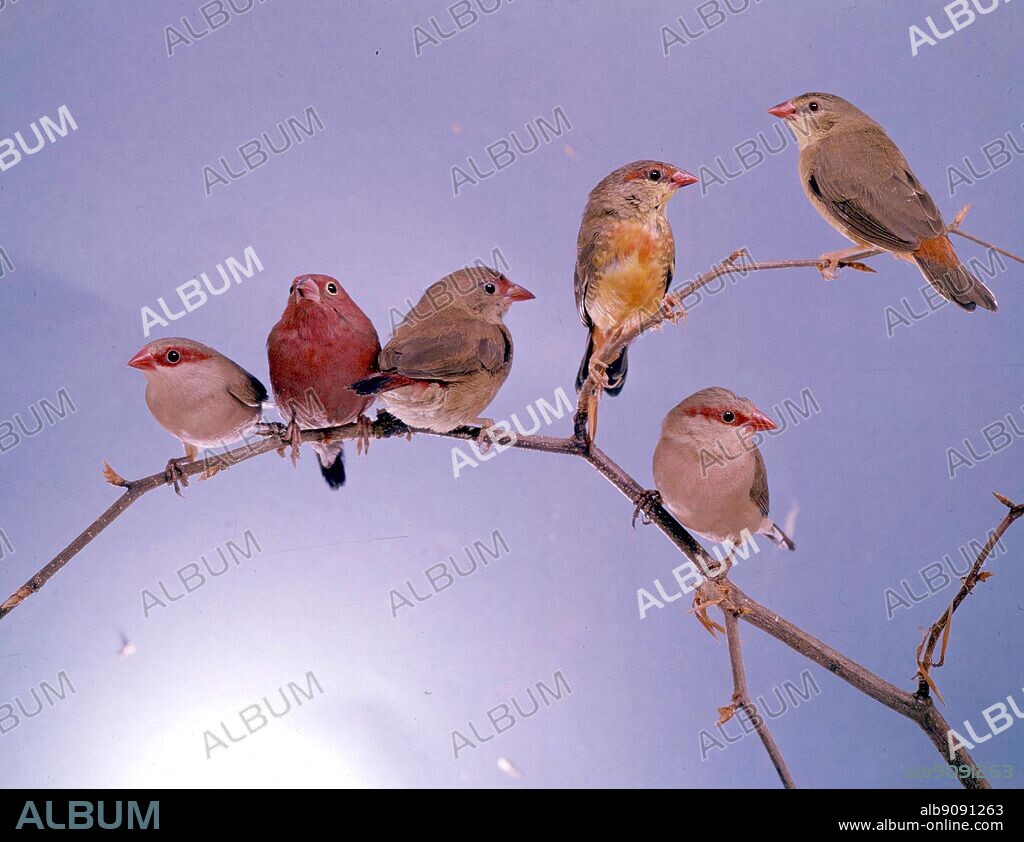 On the left, cock Firefinch between two Red-eared Waxbills; on the right, cock (left) and hen Golden-breasted Waxbills above, and a Red-eared Waxbill.
