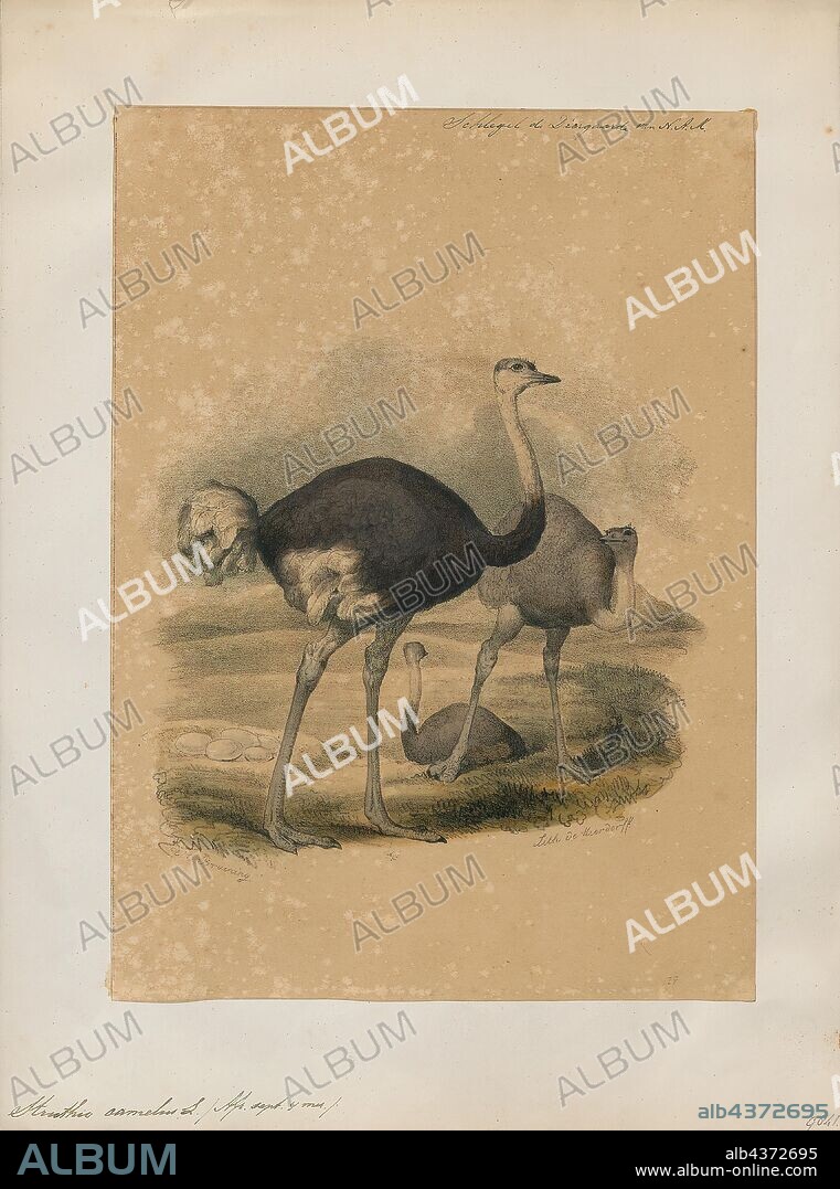 Struthio camelus, Print, The common ostrich (Struthio camelus), or simply ostrich, is a species of large flightless bird native to certain large areas of Africa. It is one of two extant species of ostriches, the only living members of the genus Struthio in the ratite order of birds. The other is the Somali ostrich (Struthio molybdophanes), which was recognized as a distinct species by BirdLife International in 2014 having been previously considered a very distinctive subspecies of ostrich., 1842-1849.