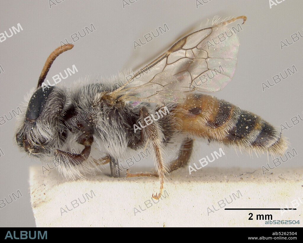 Pinned, Banhar behar, Andrena comberiana beharica Cockerell, 1920, Animalia, Arthropoda, Insecta, Hymenoptera, Andrenidae.