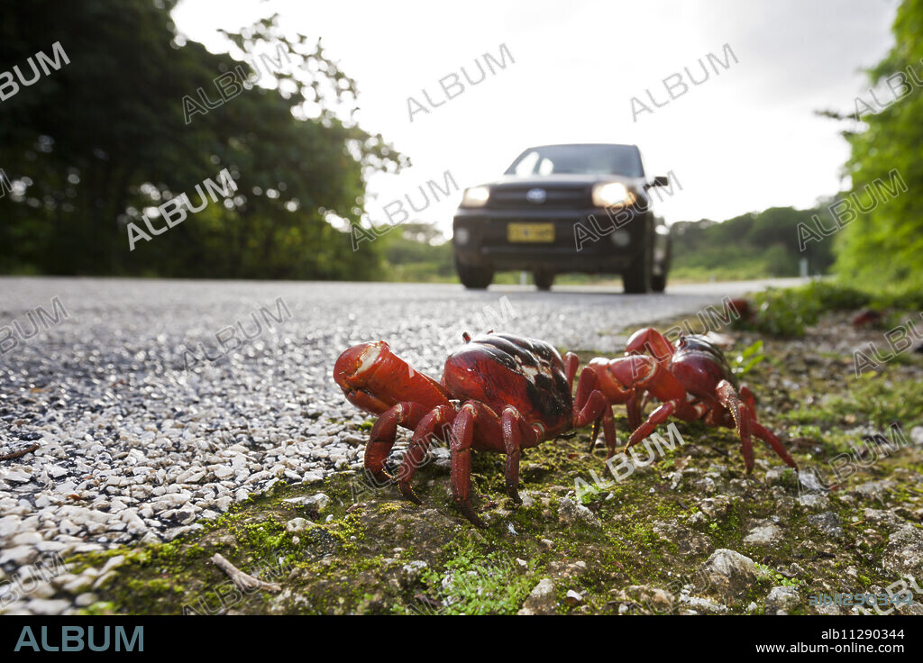 Christmas Island Red Crab crosses Road, Gecarcoidea natalis, Christmas Island, Australia.