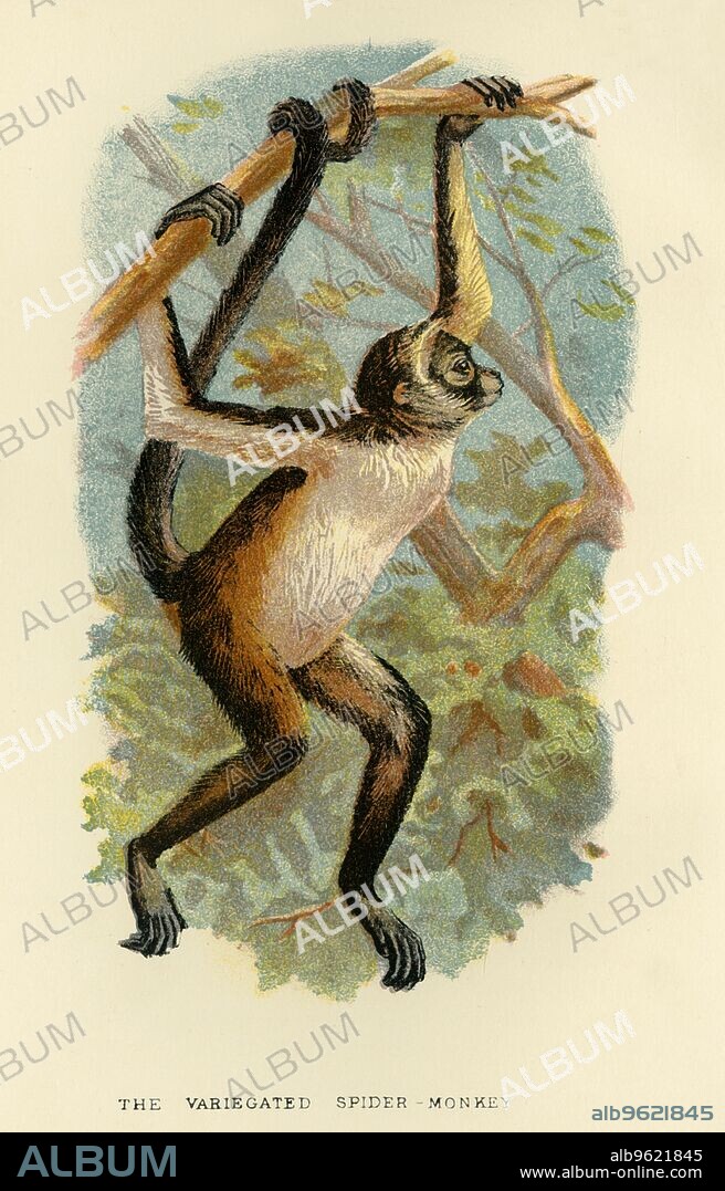 HENRY OGG FORBES. 'The Variegated Spider-Monkey', 1896. From Lloyd's Natural History - Monkeys, Part III, by Henry O. Forbes, LL.D., F.Z.S., &C., and edited by R. Bowdler Sharpe, LL.D. F.L.S., &c [Edward Lloyd, Limited, London, 1896].
