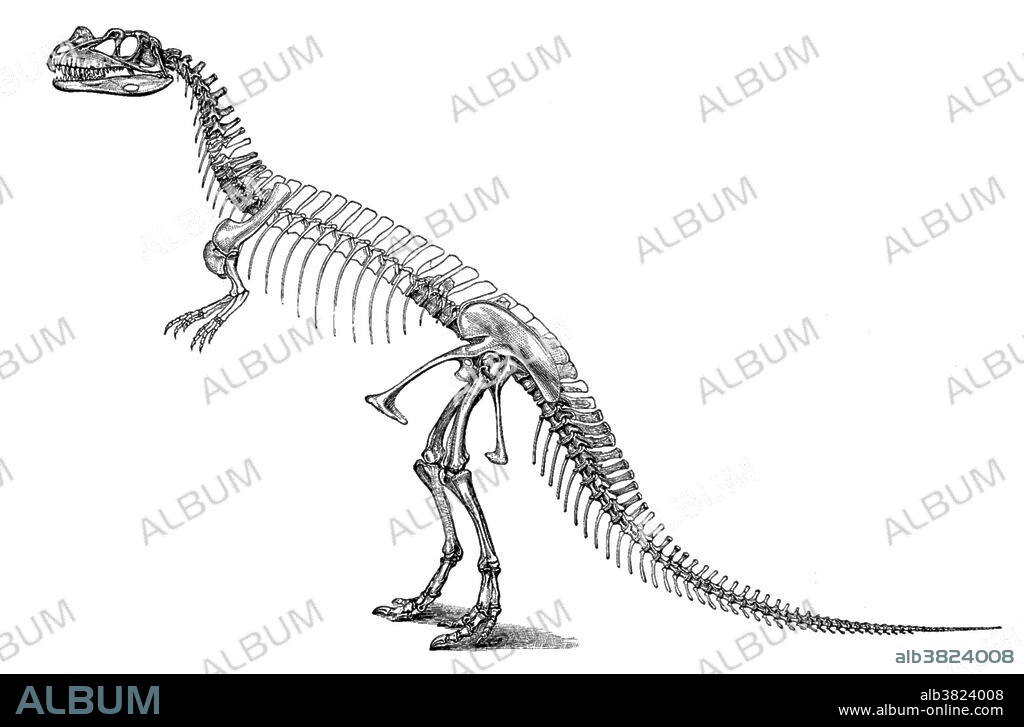 The word dinosaur was coined by Richard Owen in 1841, deinos (terrible) + sauros (lizard) which describe various extinct reptiles of the orders Saurischia and Ornithischia that flourished during the Mesozoic Era. Dinosaurs were carnivorous or herbivorous, dwelled mostly on land, and varied from the size of a small dog to the largest land animals that ever lived. Ceratosaurus ( horned lizard ), was a large predatory theropod dinosaur. A carnivorous American Jurassic dinosaur allied to the European Megalosaurus. The animal was nearly twenty feet in length, and the skull bears a bony horn core on the united nasal bones. Shown here is Ceratosaurus nasicornis skeleton restoration by O.C. Marsh from 1896, depicted in an erroneous upright position.