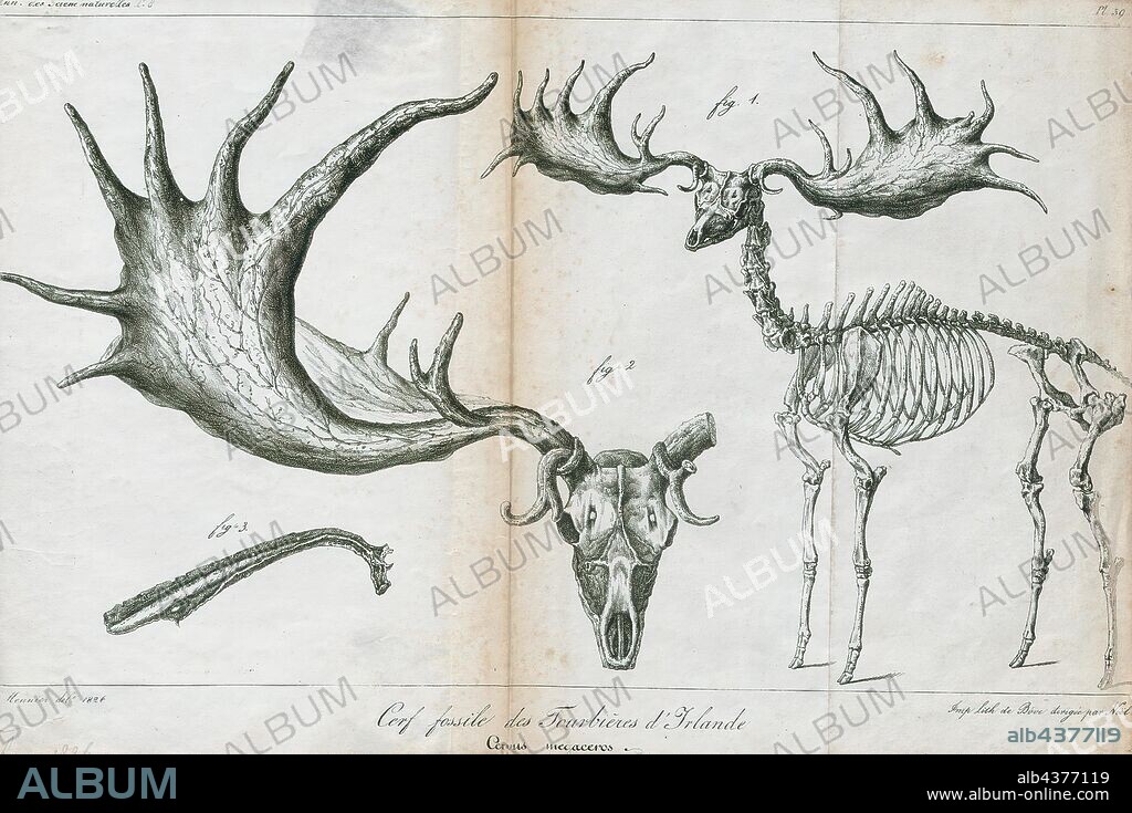 Cervus megaceros, Print, The Irish elk (Megaloceros giganteus) also called the giant deer or Irish giant deer, is an extinct species of deer in the genus Megaloceros and is one of the largest deer that ever lived. Its range extended across Eurasia during the Pleistocene, from Ireland to Siberia to China. A related form is recorded in China during the Late Pleistocene. The most recent remains of the species have been carbon dated to about 7, 700 years ago in Siberia., skeleton.