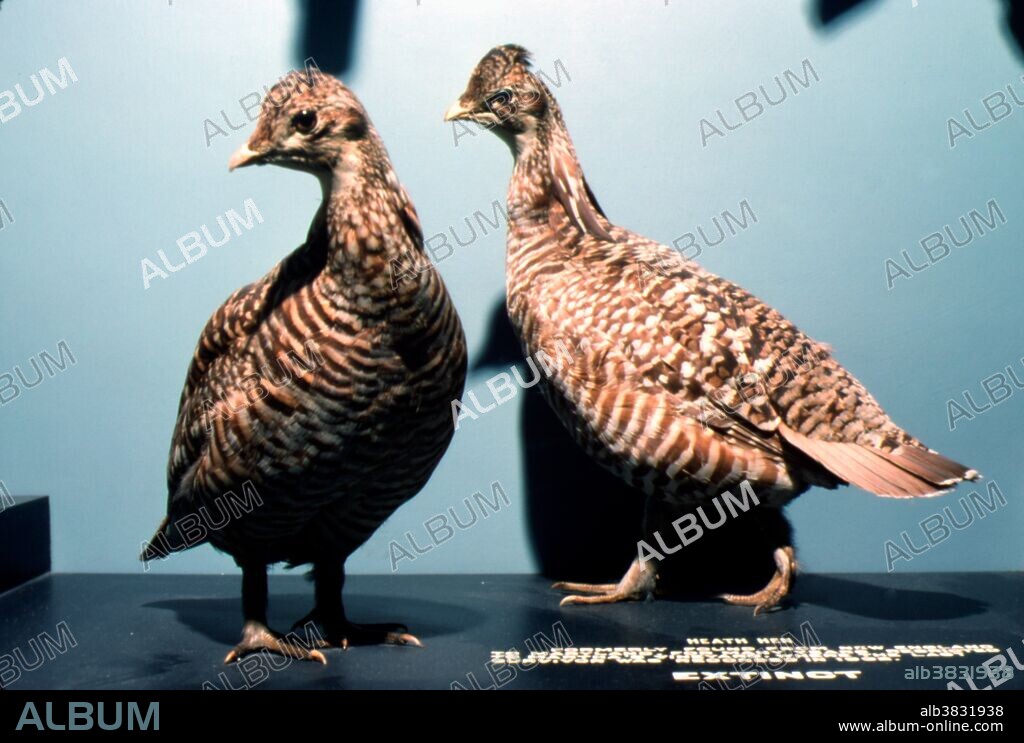 Mounted museum specimen of the Heath Hen (Tympanuchus cupido cupido), a prairie chicken found in the Eastern US which became extinct in 1932. National Museum of Natural History.