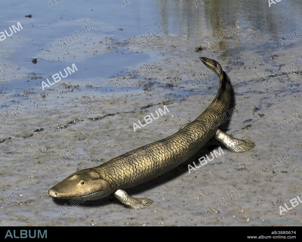 Tiktaalik roseae is an extinct lobe-finned fish from the Late Devonian of Canada.