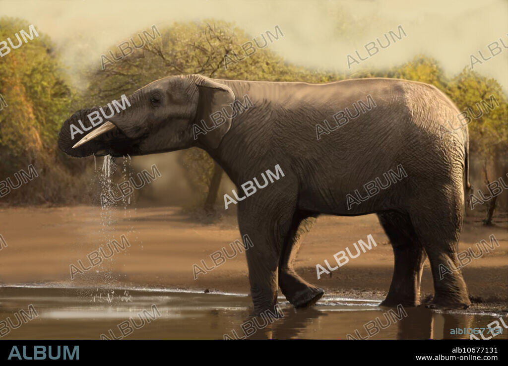 Gomphotherium is an extinct genus of elephant that had four tusks, two on the skull and two on the elongated lower jaw. The lower tusks are parallel and shovel-shaped. This illustration is a reconstruction of the Yuncos individual, from the Miocene of Spain. Gomphotherium was one of the most successful of all the prehistoric proboscideans with fossils being known from North America, Europe and Africa. Gomphotherium is an iconic genus of the Miocene of Europe being one of the most representative mammals of the Middle Miocene faunas.