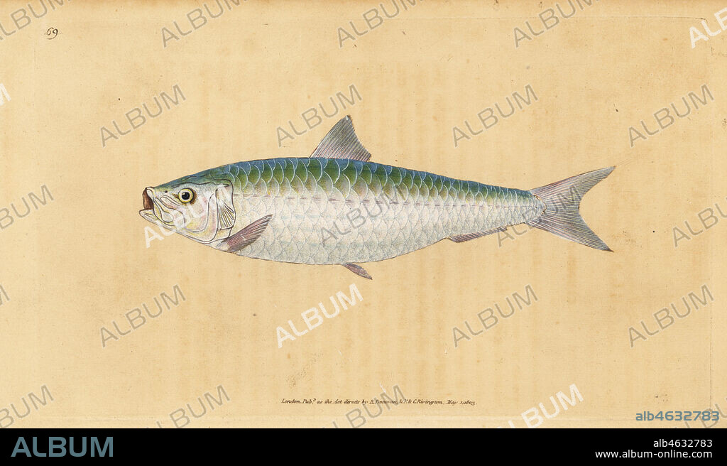 European pilchard, Sardina pilchardus (Pilchard, Clupea pilchardus). Handcoloured copperplate drawn and engraved by Edward Donovan from his Natural History of British Fishes, Donovan and F.C. and J. Rivington, London, 1802-1808.