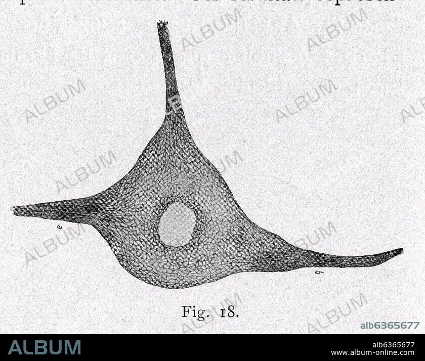 SANTIAGO RAMóN Y CAJAL. RETICULAR FORMATION OF A CELL - SCIENTIFIC DRAWING.