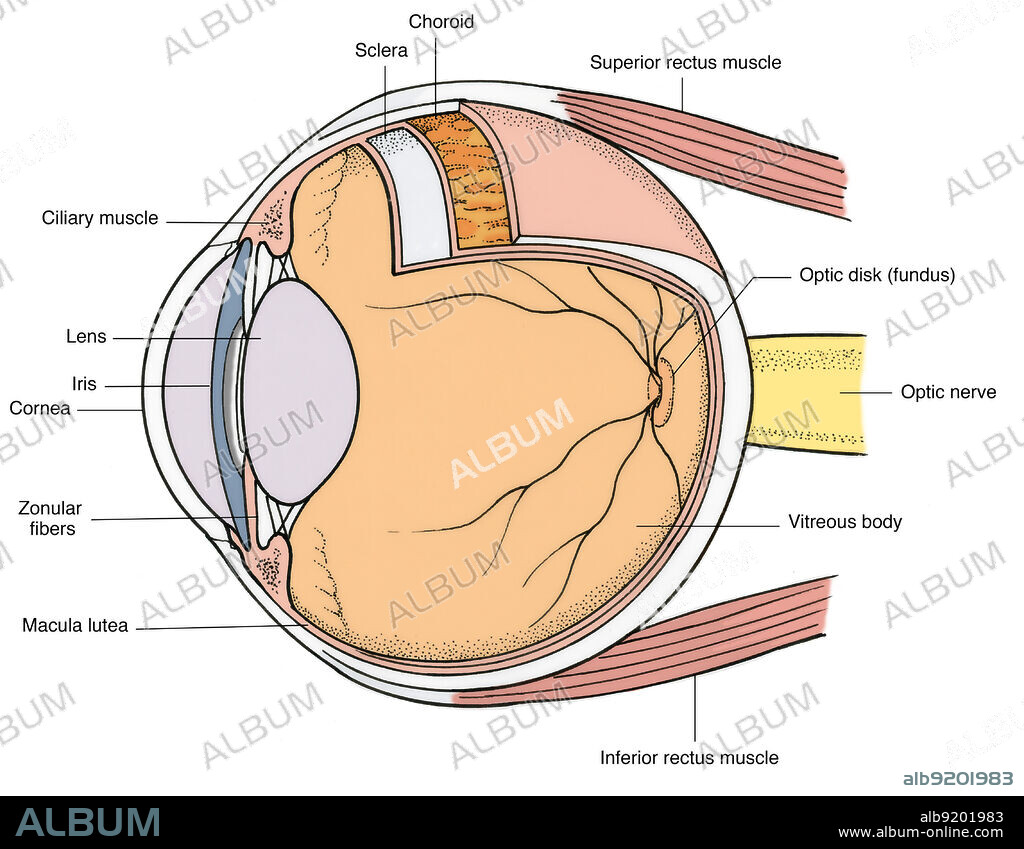 Anatomical illustration of eye and eyeball (lateral view), showing (on eye) pupil, iris, scerla, and caruncula, and (on eyeball) ciliary muscle, lens, iris, pupil, zonular fibers, macula lutea, inferior rectus muscle, vitreous body, optic nerve, optic disk (fundus), superior rectus muscle, choroid, sclera, and ciliary muscle.
