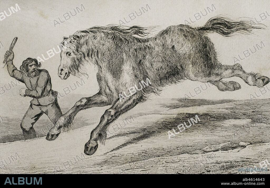 Rusia. Caballo de Siberia con el pelo de invierno. Grabado por Lemaitre, Vernier y Monnin. Historia de Rusia por Chopin. Panorama Universal, edición española de 1839.