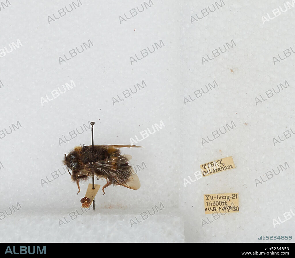Yu-Long-Si, Tibetan Autonomous Region, China, Bombus sp., Animalia, Arthropoda, Insecta, Hymenoptera, Apidae, Apinae.