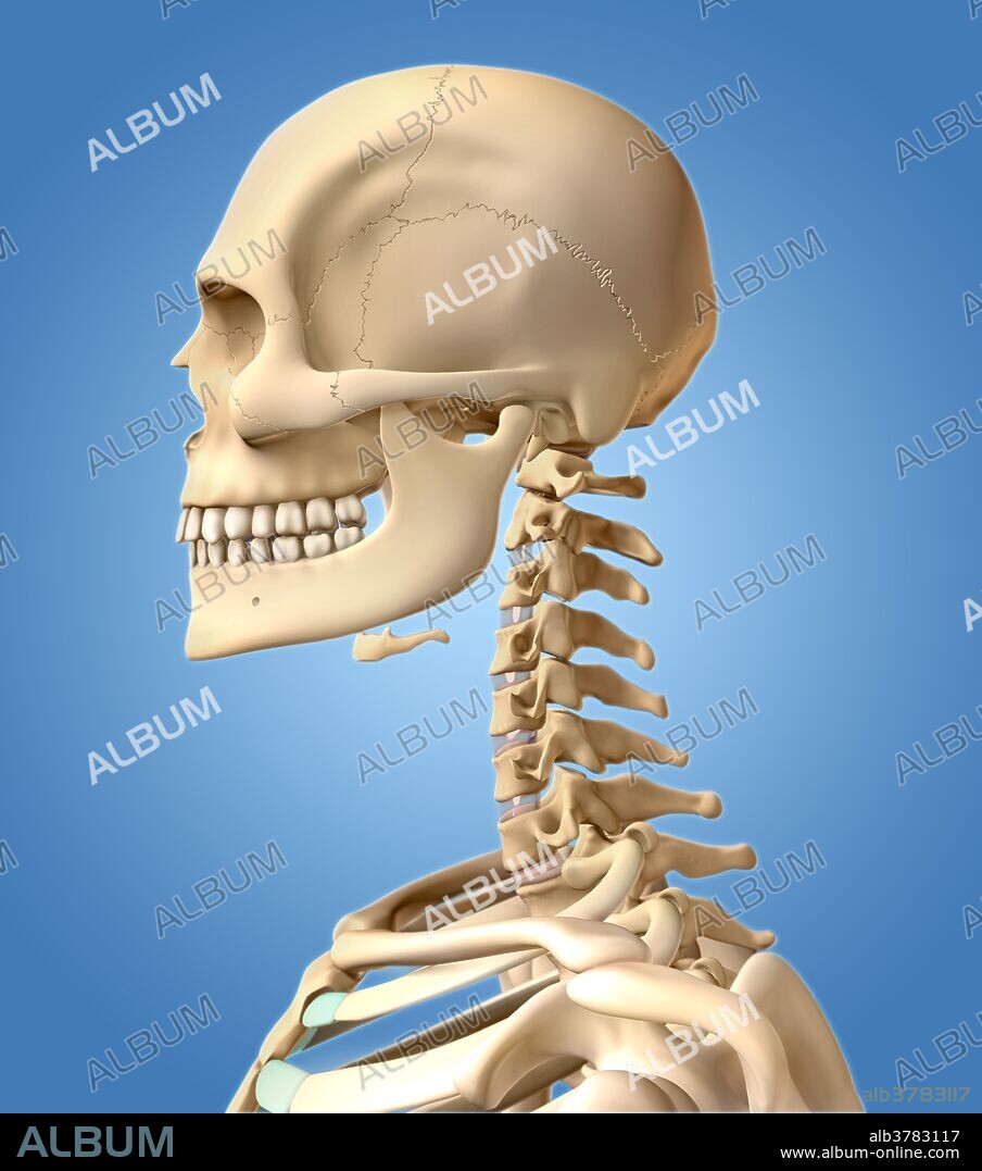 Computer artwork of a human skeleton depicting the skull, cervical vertebrae, hyoid bone and upper portion of the rib cage and should joint from a lateral view.