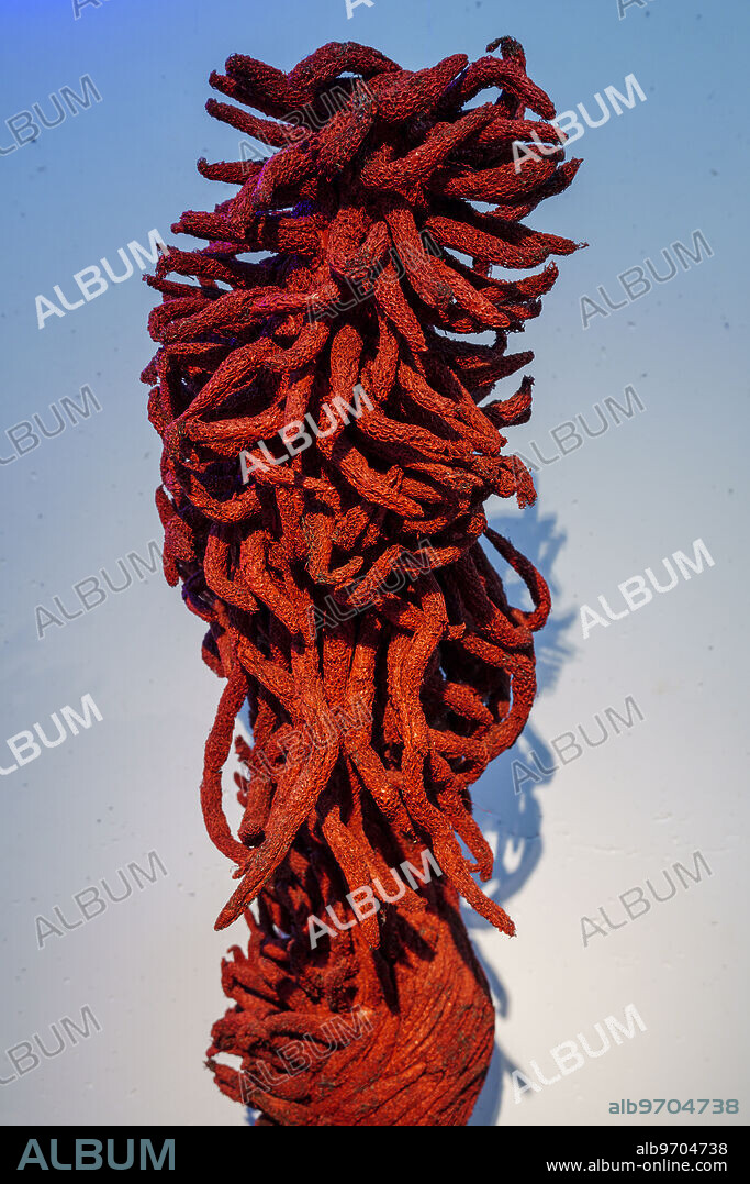 MEDUSA, 2017, NOUREDDINE AMIR, Sa Bassa Blanca Museum (msbb). Yannick Vu and Ben Jakober , Alcudia, Majorca, Spain.
