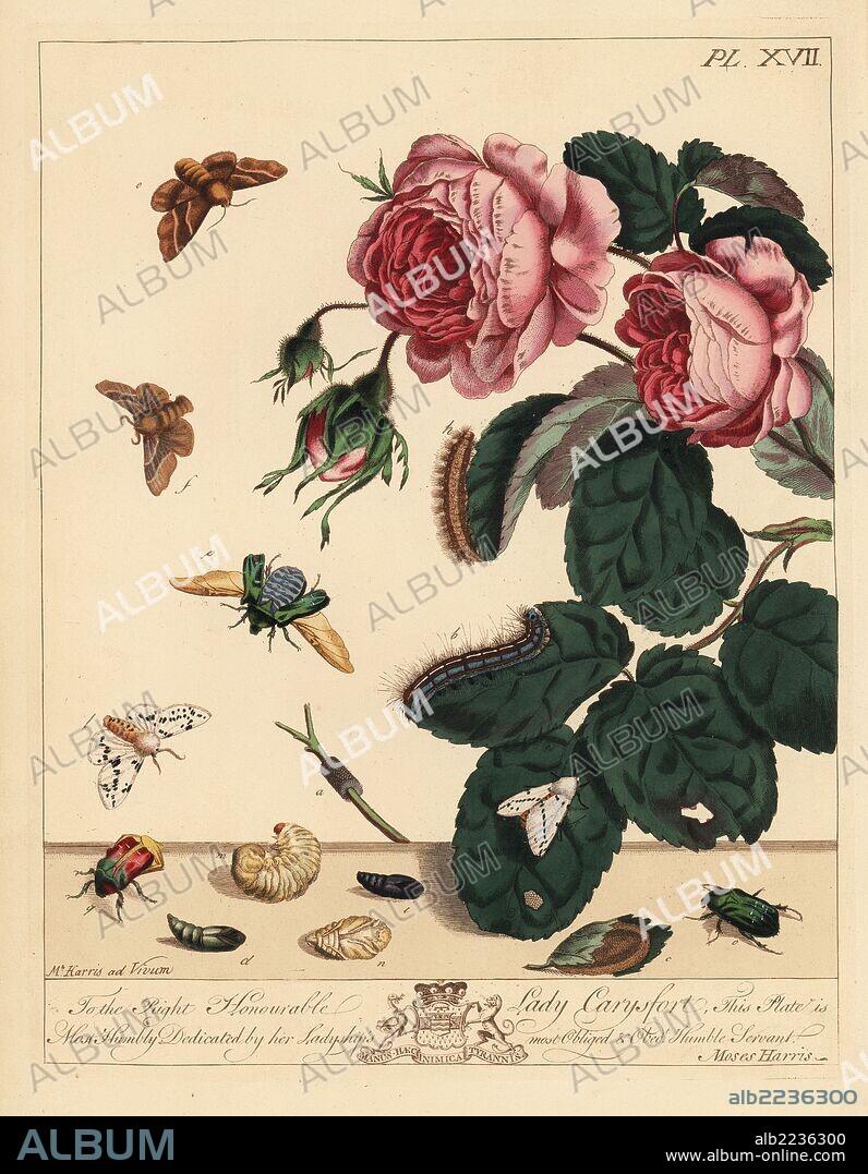 Lackey moth, Malacosoma neustria, white ermine, Spilosoma lubricepeda, and rose beetle, Cetonia aurata, on a rose bush, Rosa centifolia. Handcoloured lithograph after an illustration by Moses Harris from "The Aurelian; a Natural History of English Moths and Butterflies," new edition edited by J. O. Westwood, published by Henry Bohn, London, 1840.