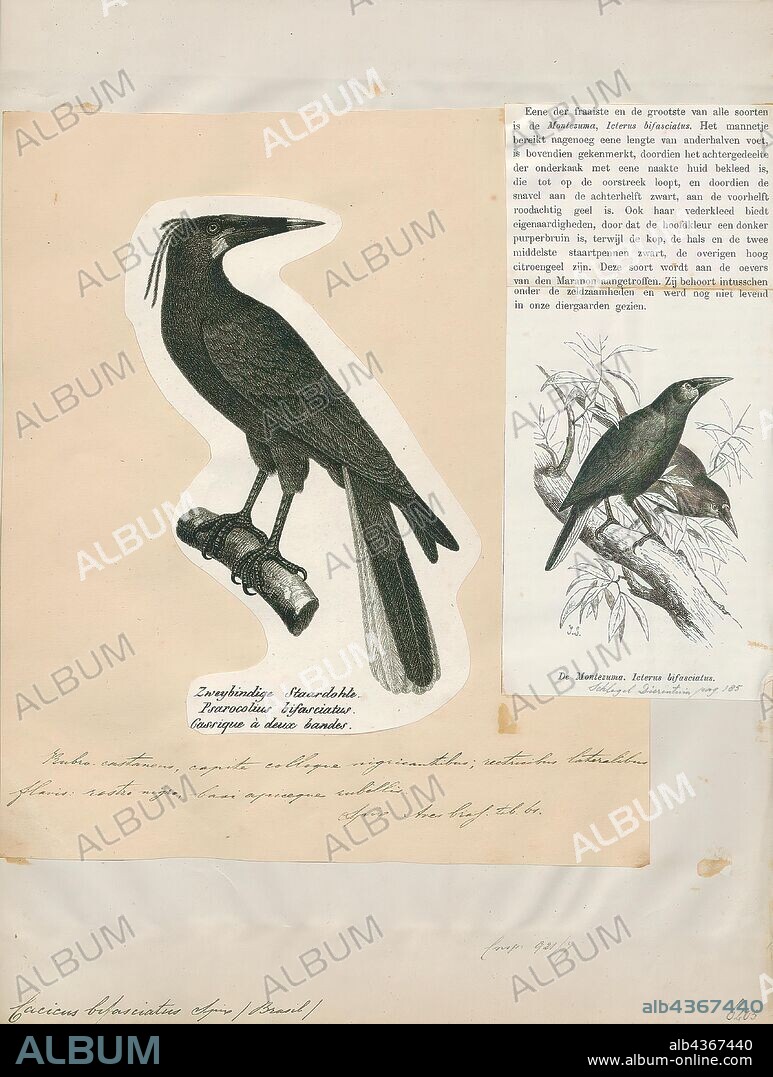 Cacicus bifasciatus, Print, Cacique (bird), The caciques are passerine birds in the New World blackbird family which are resident breeders in tropical South America north to Mexico. All of the group are in currently placed in the genus Cacicus, except the aberrant yellow-billed cacique (Amblycercus holosericeus), and the Mexican cacique (Cassiculus melanicterus) which constitute respective monotypic genera. Judging from mitochondrial DNA cytochrome b and NADH dehydrogenase subunit 2 sequence (Price & Lanyon 2002), the aberrant oropendolas band-tailed oropendola (Ocyalus latirostris) and casqued oropendola, Psarocolius oseryi (Ocyalus oseryi?) seem to be closer to the caciques., 1700-1880.