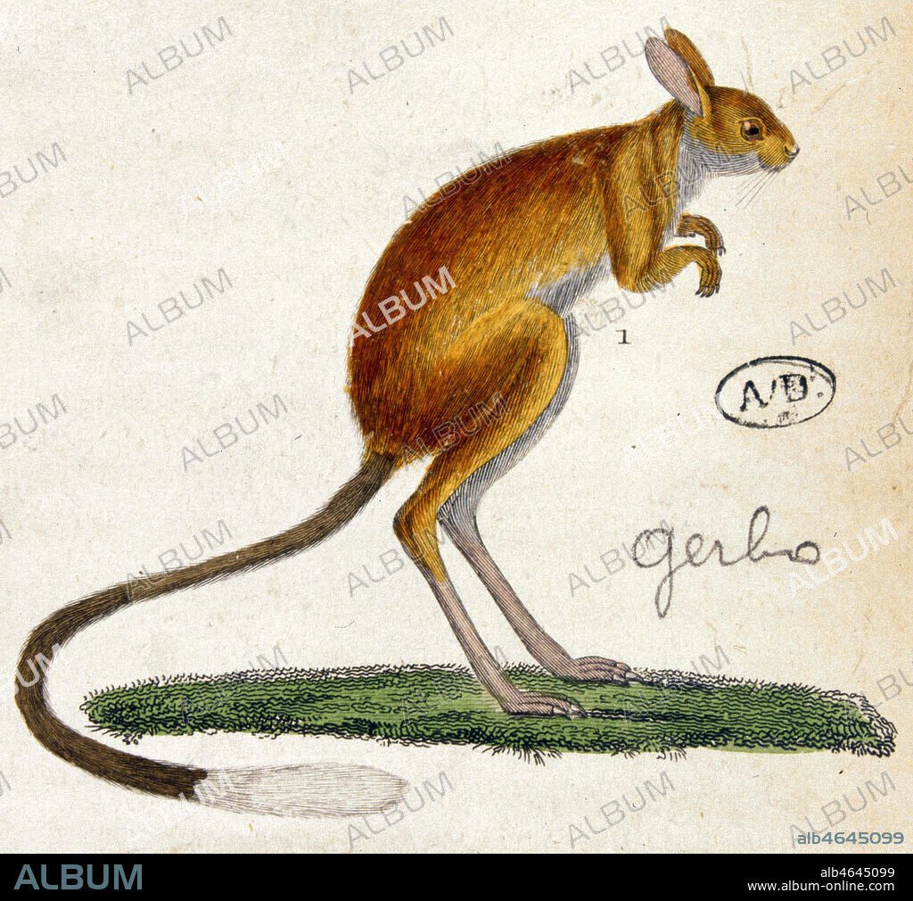 Gerboise. Gravure coloriee du 18eme s. Collection UCAD. Credit : Collection JEAN VIGNE / KHARBINE-TAPABOR.