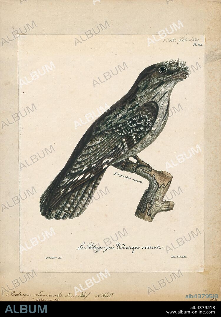 Podargus strigoides, Print, The tawny frogmouth (Podargus strigoides) is a species of frogmouth native to and found throughout the Australian mainland and Tasmania. It is a big-headed, stocky bird, often mistaken for an owl due to its nocturnal habits and similar colouring, and is sometimes incorrectly referred to as "mopoke.