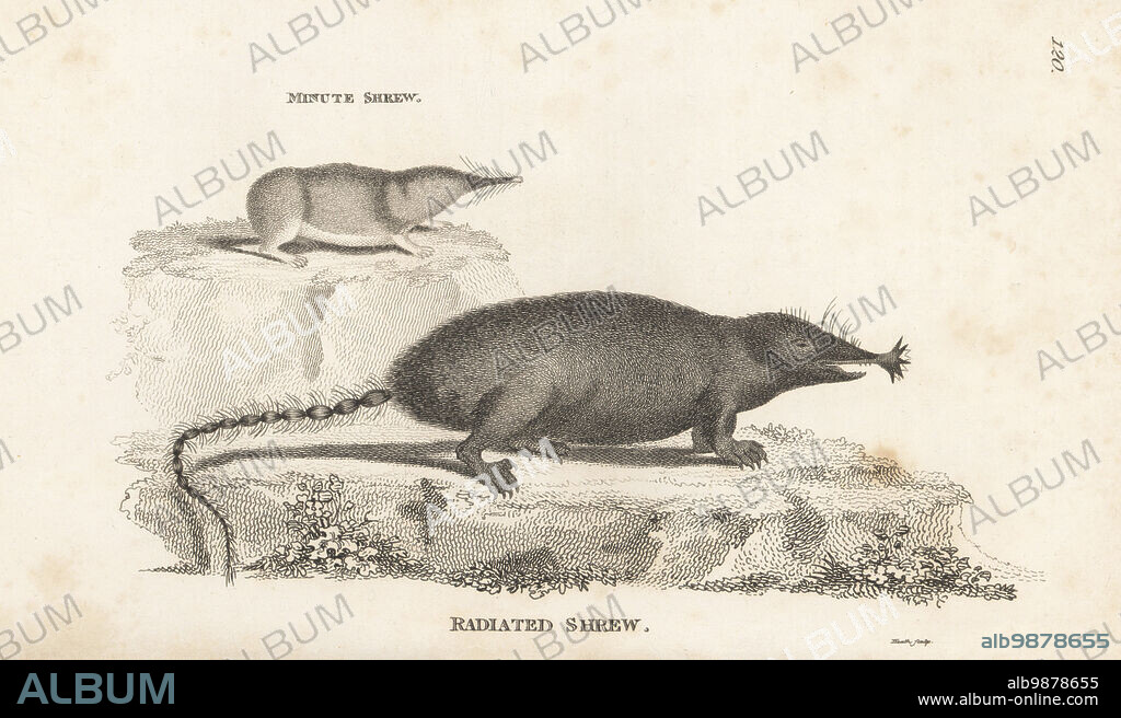 Star-nosed mole, Condylura cristata, and Eurasian pygmy shrew, Microsorex minutus. Radiated shrew or Canada shrew, Sorex radiatus, and minute shrew, Sorex minutus. After an illustration by Clement de la Faille. Copperplate engraving by James Heath from George Shaws General Zoology: Mammalia, G. Kearsley, Fleet Street, London, 1800.