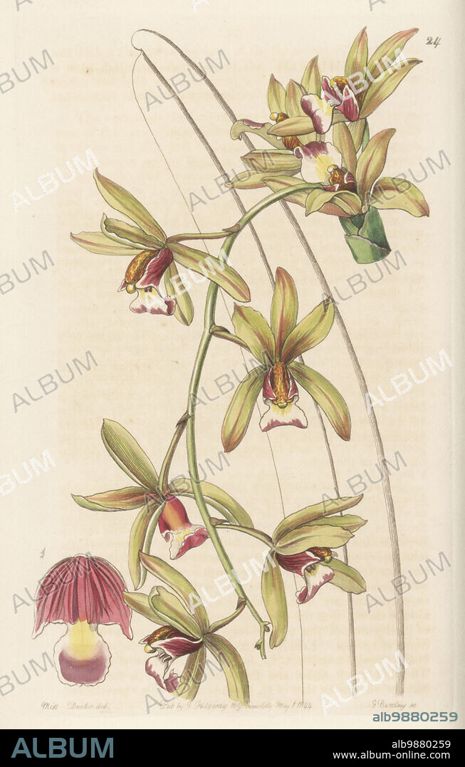 Boat orchid, Cymbidium finlaysonianum. Named for orchid collector George Finlayson. Found by plant hunter Hugh Cuming in Singapore and imported by nurseryman George Loddiges. Short-lipped thick-leaved cymbidium, Cymbidium pendulum var. brevilabre. Handcoloured copperplate engraving by George Barclay after a botanical illustration by Sarah Drake from Edwards Botanical Register, continued by John Lindley, published by James Ridgway, London, 1844.