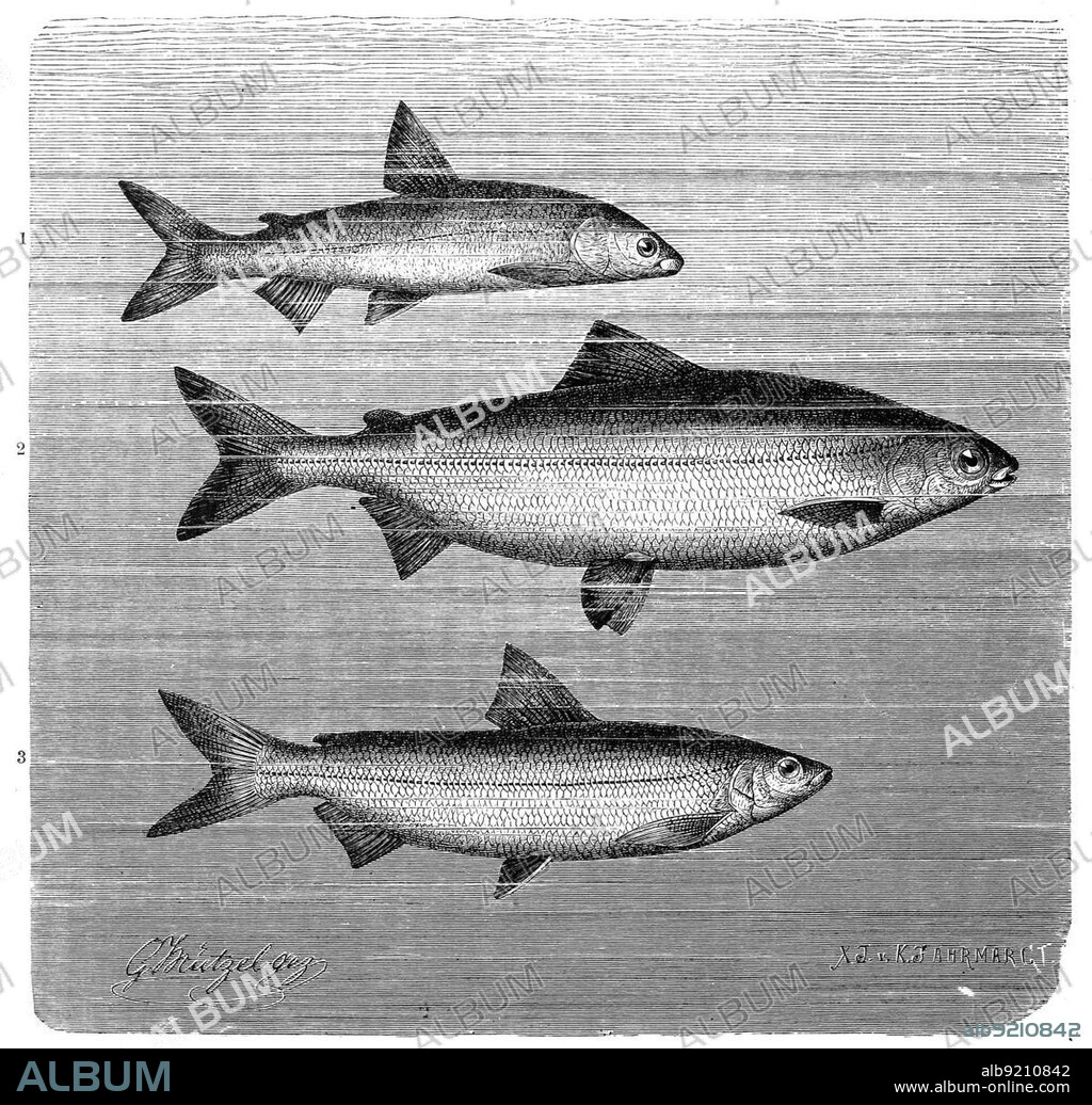 Fish, 1. gravenche (Coregonus hiemalis), Kleine Fera or Kilch, 2. Bodenseefelchen (Coregonus wartmanni), Blaufelchen, a freshwater fish from the genus Coregonus, 3. Bodenrenke, Féra, Coregonus fera, is an extinct fish species from the genus Coregonus, Historic, digitally restored reproduction from a 19th century original.