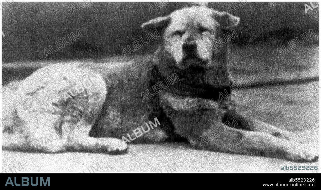 Hachiko (???, November 10, 1923 – March 8, 1935) was an Akita dog born on a farm near the city of Odate, Akita Prefecture, who is remembered for his remarkable loyalty to his owner which continued for many years after his owner's death. In 1924, Hidesaburo Ueno, a professor in the agriculture department at the University of Tokyo, took in Hachiko, a golden brown Akita, as a pet. During his owner's life, Hachiko greeted him at the end of each day at the nearby Shibuya Station. The pair continued their daily routine until May 1925, when Professor Ueno did not return. The professor had suffered a cerebral hemorrhage and died, never returning to the train station where Hachiko was waiting. Each day for the next nine years Hachiko awaited Ueno's return, appearing precisely when the train was due at the station. Hachiko attracted the attention of other commuters. Many of the people who frequented the Shibuya train station had seen Hachiko and Professor Ueno together each day. After the first appearance of the article about him on October 4, 1932 in Asahi Shimbun, people started to bring Hachiko treats and food to nourish him during his wait. Hachiko died on March 8, 1935, and was found on a street in Shibuya. Hachiko's stuffed and mounted remains are kept at the National Science Museum of Japan in Ueno, Tokyo. His monument is in Aoyama cemetery in Minatoku, Tokyo. In 2009, Hollywood produced 'Hachi: A Dog's Tale', starring Richard Gere and Joan Allen, based on the life of Hachiko.