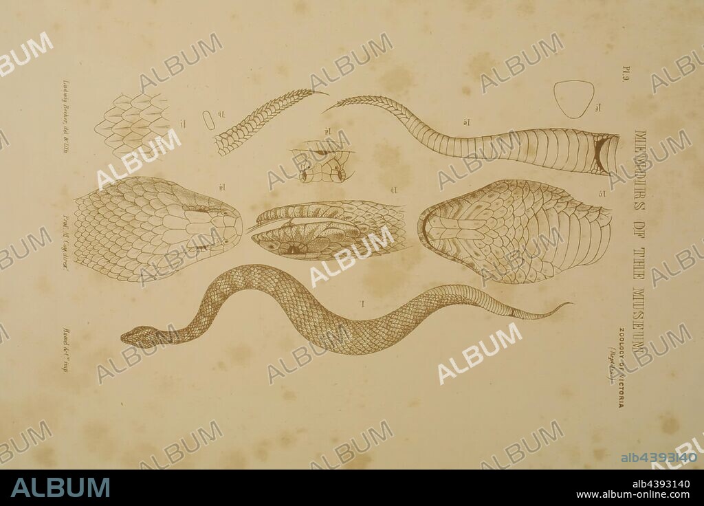 Lithographic Proof - Lithographic ink on paper of Acanthophis antarcticus, Death Adder, Death Adder, Acanthophis antarcticus (Shaw & Nodder) by Ludwig Becker. One colour proof (brown), lithographic ink on paper, 30cm x 21cm. Published as Plate 12 in The Prodromus of the Zoology of Victoria by Frederick McCoy.