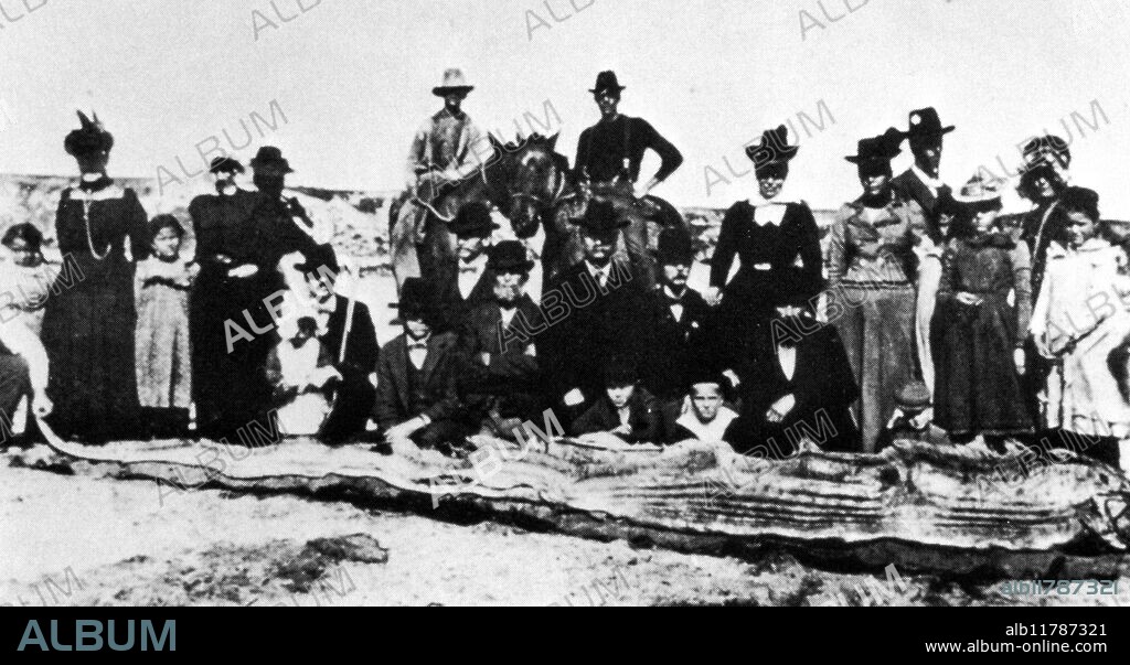 Baby sea serpent caught by Al Dixon off Newport Beach, California in 1901. It was 31feet 6 inches long. Possible oarfish.