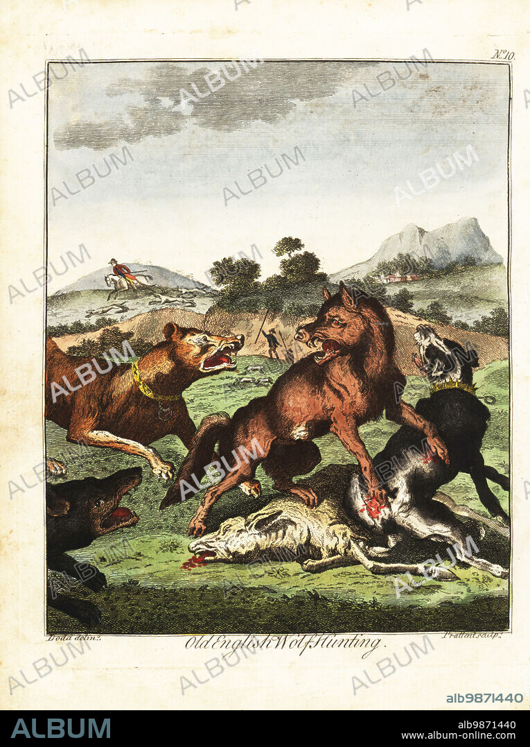 Old English wolf hunting. A pack of hounds fight over a dead wolf while hunters with spears follow. Handcoloured copperplate engraving by Thomas Prattent after an illustration by Daniel Dodd from William Augustus Osbaldistons The British Sportsman, or Nobleman, Gentleman and Farmers Dictionary of Recreation and Amusement, J. Stead, London, 1792.
