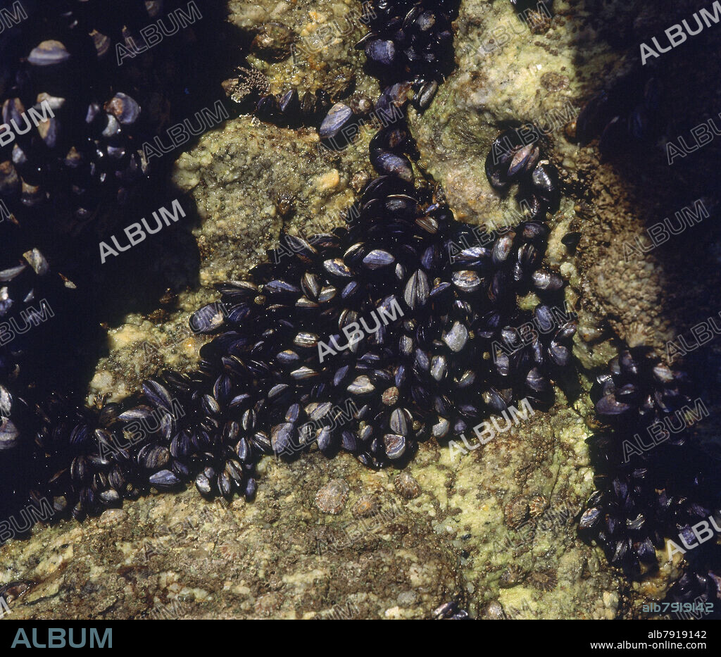 DETALLE DE MEJILLONES EN LAS ROCAS - FOTO AÑOS 90.