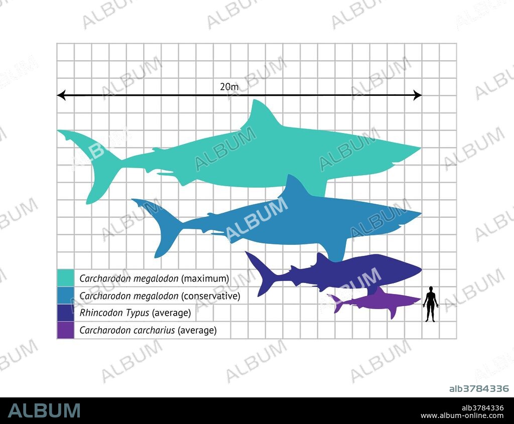 Illustration comparing sizes of sharks: Carcharodon carcharias (Great White Shark, 5.2m), Rhincodon typus (Whale Shark, 9.7m) and conservative/maximum estimates of the largest known adult size of extinct prehistoric Carcharodon megalodon (16-20m), with a human Homo sapiens (1.8m).