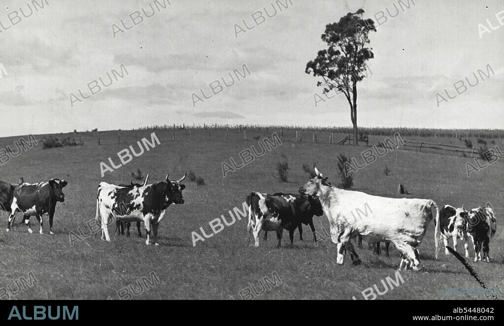 Imitation cow used in sequence in "Gone To The Dogs". Two men were injured when bull attacked the "Cow". May 7, 1939.
