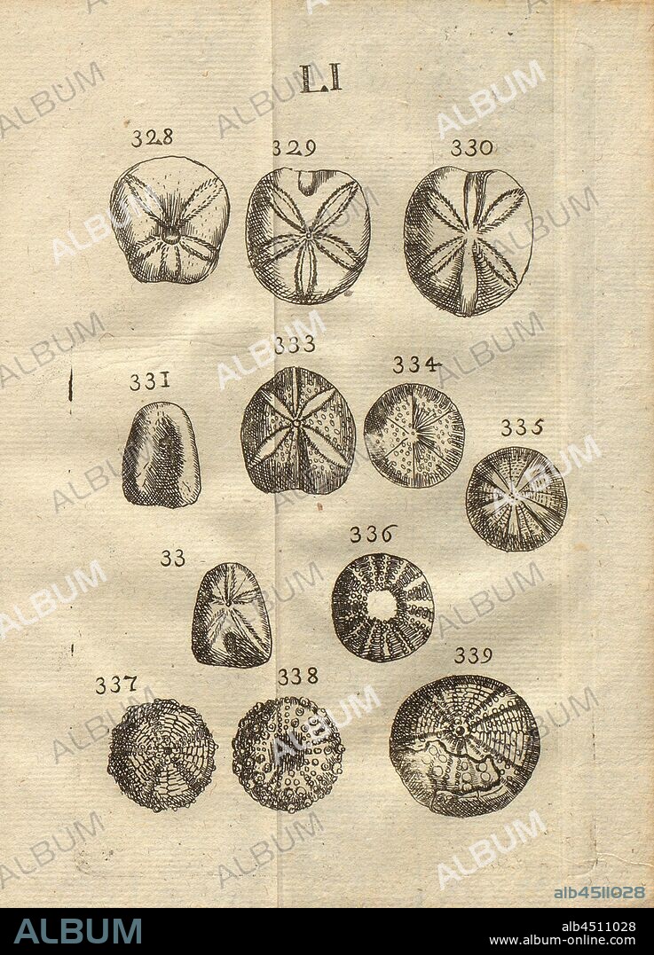 Various types of fossilized sea urchins, Classe IV, Pl. LI, Fig. 328: Echinite ou Hérisson de mer, autrement appellé chataigne de mer, en figure de coeur, à cinq rayons doubles, Fig. 329: Echinite pareil, avec une lacune, Fig. 330: Echinite à quatre rayons, Fig, 331 & 332: Echinite oblong à cinq rayons, vu des deux côtes inférieur & supérieur, Fig. 333: Echinite, surnommé Brissoide, à quatre rayons, Figs. 334 & 335: Echinite en forme de disque à base concave, Fig. 336, : Echinite ovaire, Figs. 337 & 338: Echinite ovaire, à quantité de futures, vu des deux côtés, Fig. 339: Echinite pareil, Pl. LI, after p. 312, 1778, Louis Bourget: Traité des pétrifications. Paris: Jombert, 1778.