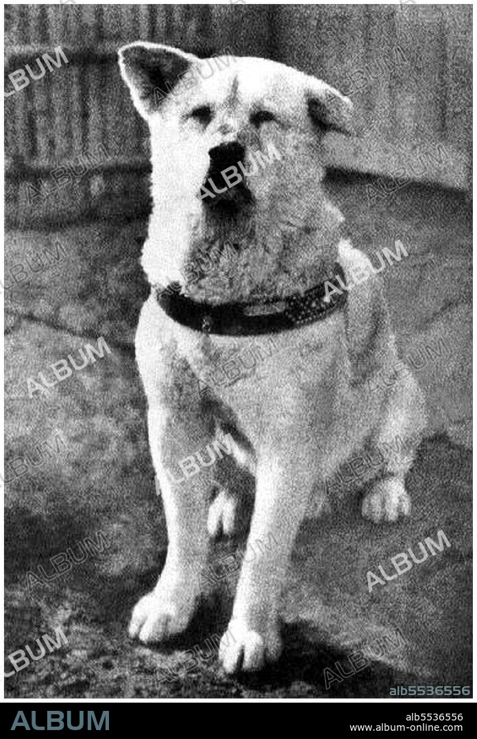 Hachiko (???, November 10, 1923 – March 8, 1935) was an Akita dog born on a farm near the city of Odate, Akita Prefecture, who is remembered for his remarkable loyalty to his owner which continued for many years after his owner's death. In 1924, Hidesaburo Ueno, a professor in the agriculture department at the University of Tokyo, took in Hachiko, a golden brown Akita, as a pet. During his owner's life, Hachiko greeted him at the end of each day at the nearby Shibuya Station. The pair continued their daily routine until May 1925, when Professor Ueno did not return. The professor had suffered a cerebral hemorrhage and died, never returning to the train station where Hachiko was waiting. Each day for the next nine years Hachiko awaited Ueno's return, appearing precisely when the train was due at the station. Hachiko attracted the attention of other commuters. Many of the people who frequented the Shibuya train station had seen Hachiko and Professor Ueno together each day. After the first appearance of the article about him on October 4, 1932 in Asahi Shimbun, people started to bring Hachiko treats and food to nourish him during his wait. Hachiko died on March 8, 1935, and was found on a street in Shibuya. Hachiko's stuffed and mounted remains are kept at the National Science Museum of Japan in Ueno, Tokyo. His monument is in Aoyama cemetery in Minatoku, Tokyo. In 2009, Hollywood produced 'Hachi: A Dog's Tale', starring Richard Gere and Joan Allen, based on the life of Hachiko.