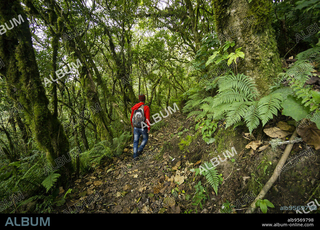 bosque nuboso en las laderas del volcán Tolimán , lago de Atitlán ,Guatemala, Central America.