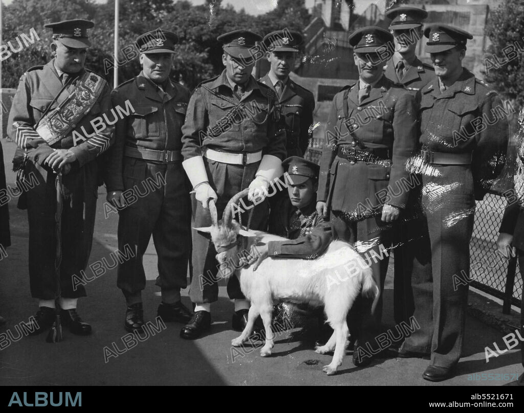 Major Harpur (In Sam Browne Belt) goat Major David Brooks (holding goat's horns) and drum Major W. Aller (left) with the new goat Regimental Mascot "sospan 1", when they collected it from London Zoo,on September 6, 1953. September 06, 1953. (Photo by Associated Press Photo).