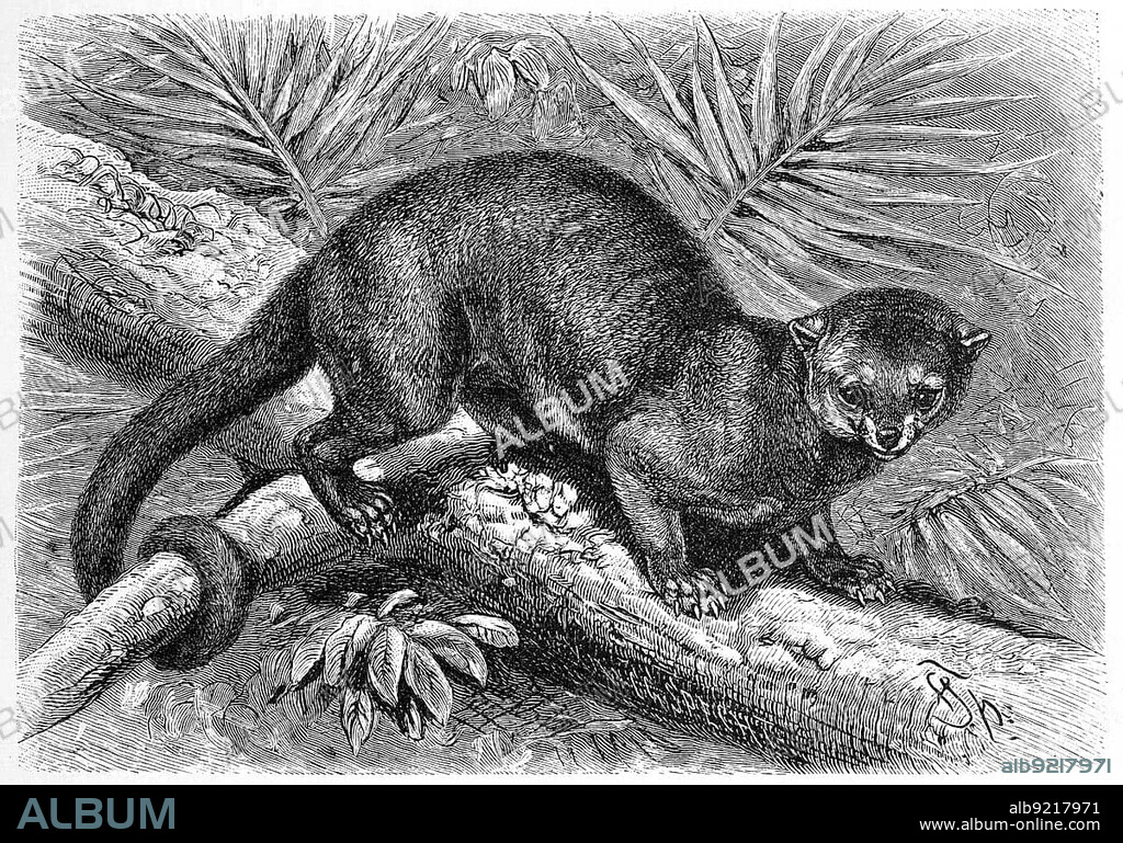Kinkajou (Potos flavus) (Procyonidae), sometimes called honey bear, is a species of small bear living in Central and South America, The Kinkajou, a tropical rainforest mammal of the family, Historic, digitally restored reproduction of an original 19th century original, exact original date not known.