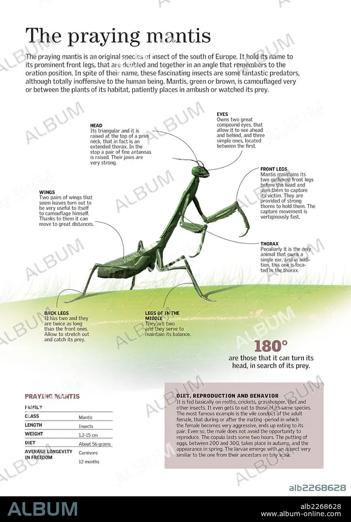 The praying mantis - Album alb2268628