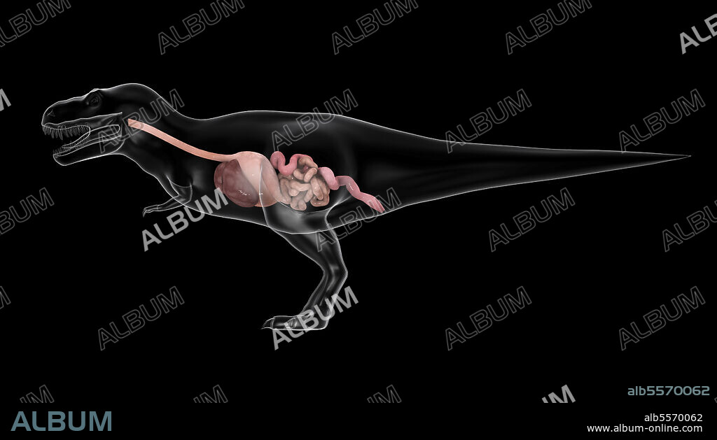 Digestive system of Tyrannosaurus rex, side view.