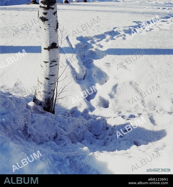 Finnland.-Birke im Schnee (Region Nykarleby).-Foto, 2009.