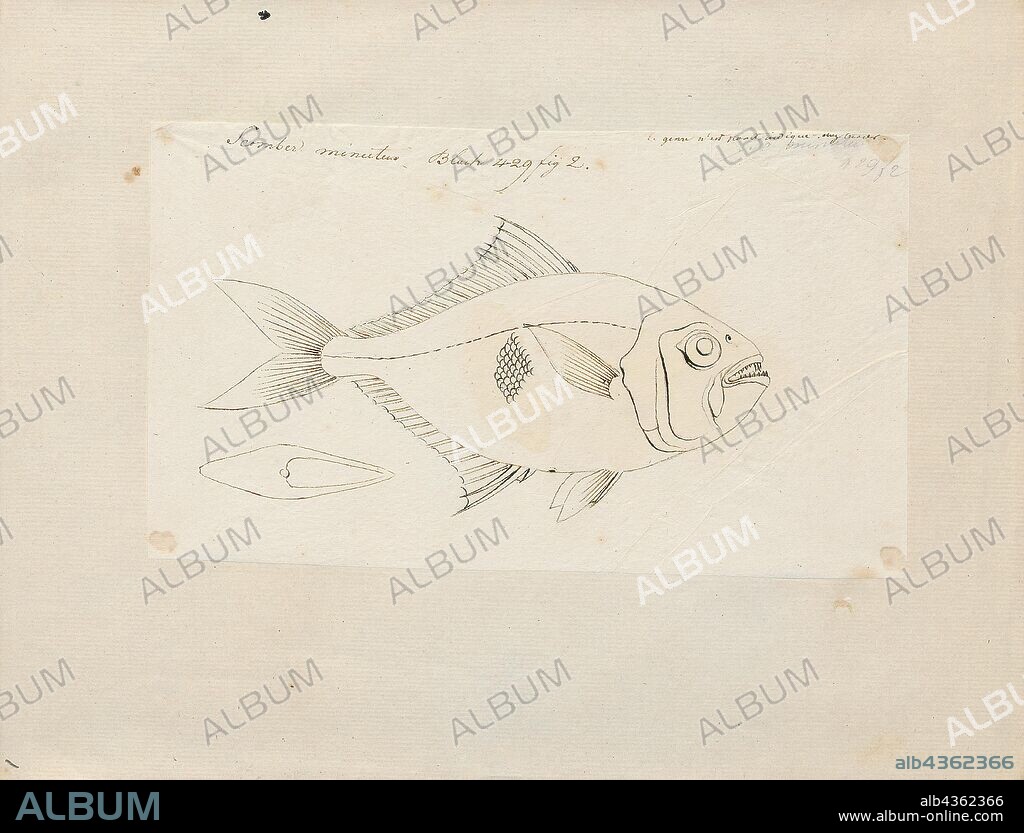 Gazza minuta, Print, Gazza minuta, commonly known as the toothpony, is a species of fish native to the Indian and Pacific Oceans. It is found in salt and brackish waters., 1700-1880.