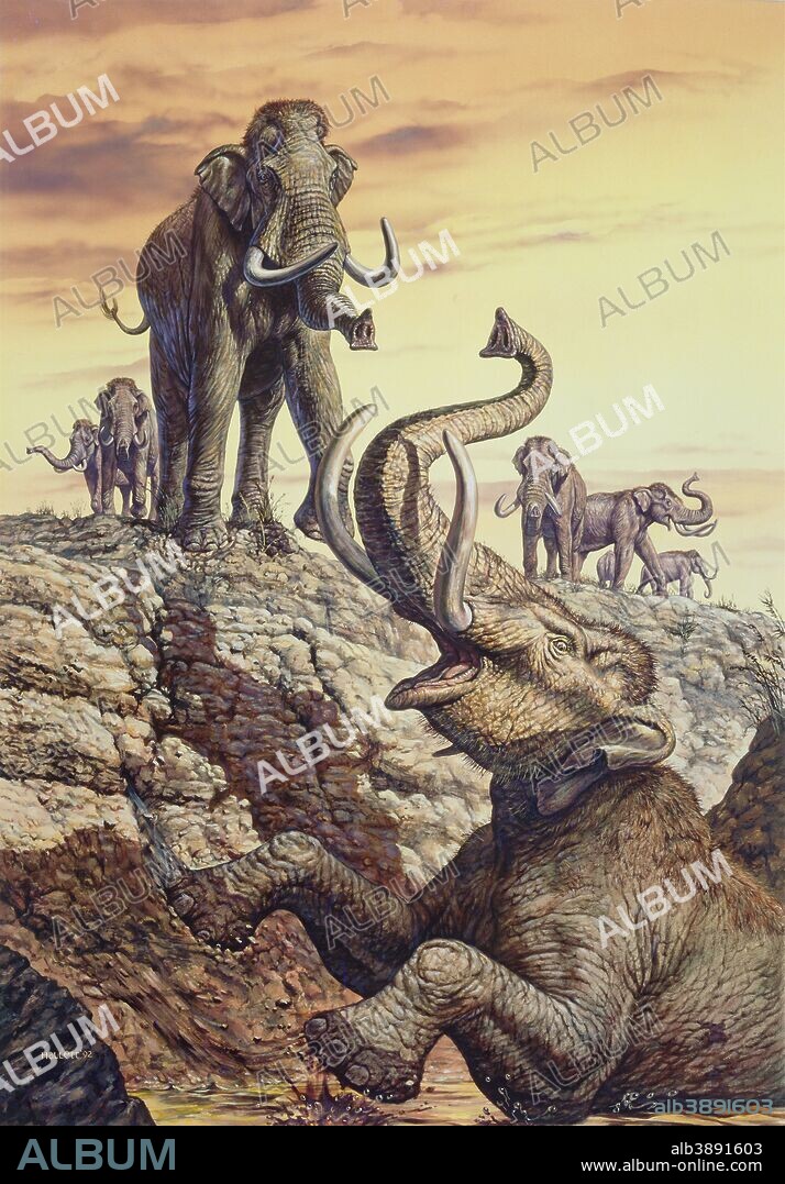 Columbian Mammoth (Mammuthus columbi) trapped in a sinkhole, Pleistocene Epoch (Ice Age) of North America.