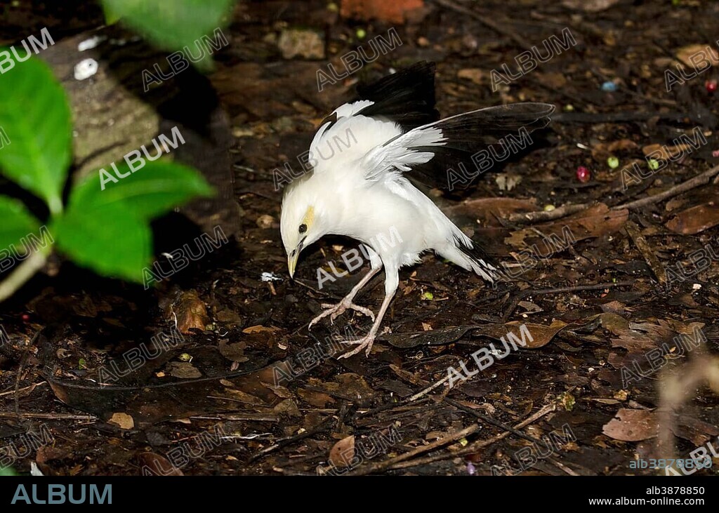 Black-winged Starling, Black-winged Myna or White-breasted starling (Acridotheres melanopterus), endangered, restricted to Java and Bali.
