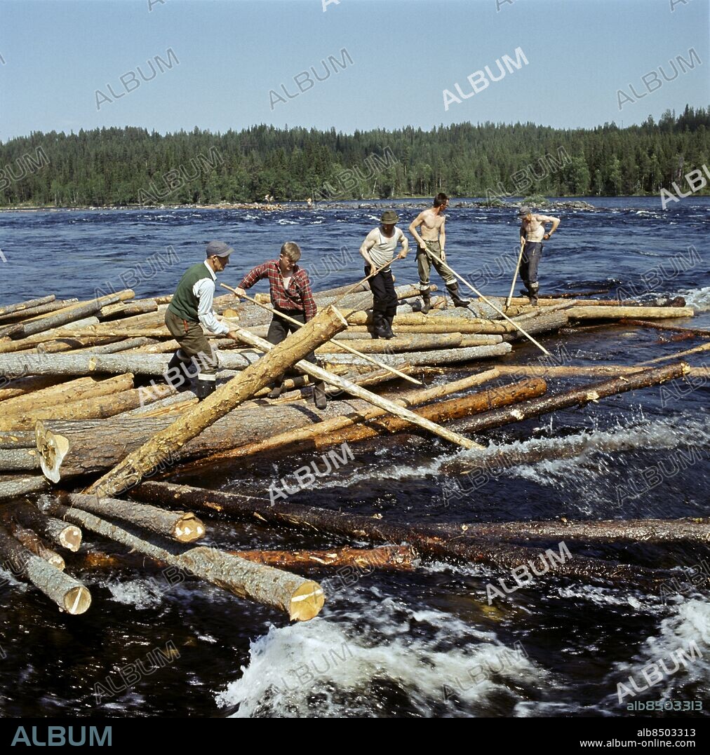 ARKIV 1963-06-27. Timmerflottare står på en timmerbröte och bryter loss timmer mitt i forsen i Vindelälven 27:e juni 1963.. Foto: Lars Nyberg / XP / SCANPIX / Kod: 34. **AFTONBLADET OUT**.