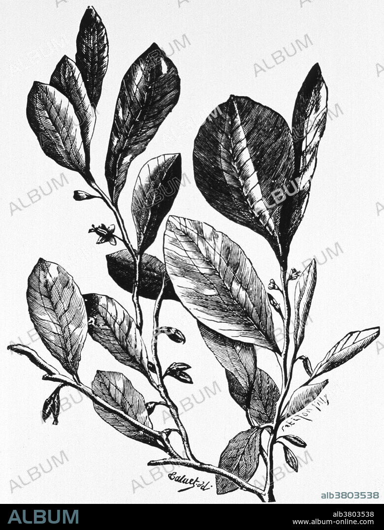 Engraving of Coca Plant, 1890