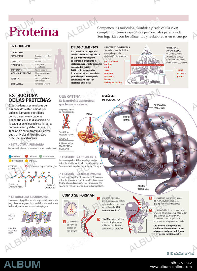 Proteína. Infografía de la estructura de la proteína de la queratina, la formación de las proteínas, su presencia en los alimentos y su función en el organismo humano.